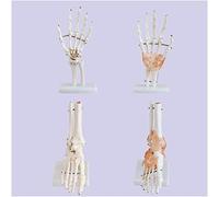 Modello del Corpo Modello di Anatomia ossea di Scheletro Umano - Modello articolare articolazione del Piede del Piede Manuale Modello articolare con ligamene - Modello osseo Scheletro di Piede per Le