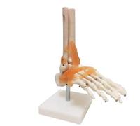 Modello del Corpo Modello di Scheletro Anay Umano - Modello articolare osseo del Piede e della Caviglia con Osso del legamento Fibula Strutturale - Assistenza didattica educativa