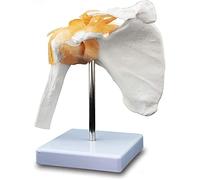 Modello del Corpo Modello educativo Funzionale Dimensione della Vita Anatomica Funzione Anatomia Umana Scheletro Spalla Modello Muscolare osseo per insegnare Modelli di Strumenti di Studio