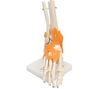 Modello del corpo umano 1 1 scheletro legamento caviglia modello articolazione statua umana scultura anatomia medicina