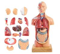 Modello del corpo umano, 15 pezzi, rimovibile, 28 cm, modello di anatomia del torso umano con testa di cuore, modello di scheletro del cervello, per apprendimento medico, schermo educativo, base in