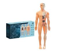 Modello del corpo umano 28.5x10cm - Kit scientifico di anatomia 3D per bambini 6+ | Diagramma anatomico educativo con chiara struttura corporea, giocattolo STEM per aula & casa