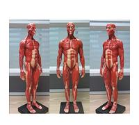 Modello del Corpo Umano 30 cm Anatomia Superficiale Maschile del Sistema Muscolare Scheletrico Modello Visione Umana MOD