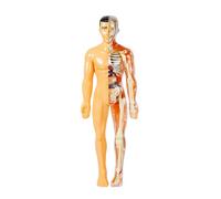 Modello del Corpo Umano 3D per L'Anatomia del Bambino Scheletro DIY Assembl9517