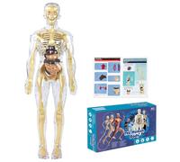 Modello del Corpo Umano, Anatomy Model da 28.5cm, 37 Parts Human Body Model con 9 Organi Rimovibili, Scheletro Umano, Learning Tool Science Set for Classroom, School, Home