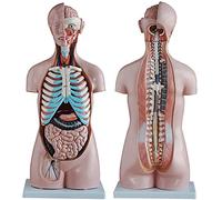 Modello del corpo umano asessuale - 85 cm, 20 pezzi, anatomia a metà corpo con organi interni per uso educativo