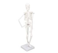 Modello del corpo umano da 45 cm, modello di scheletro umano con articolazioni staccabili, organo umano for dimostrazione didattica