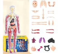 Modello del Corpo Umano - Educazione Giocattolo per il Corpo Umano, Anatomia Modello Morbido, Kit Anatomica per l'Apprendimento Interattivo Per La Scuola Domestica Asilo Soggiorno Camera Da Sala