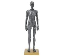 Modello del corpo umano femminile 12 pollici, modello di anatomia in resina figura anatomica artistica, modello di ossa muscolare del corpo della testa del cranio con base, grigio