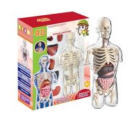 Modello del corpo umano, kit di torso anatomico trasparente, giocattolo educativo per la scienza STEM, set di assemblaggio della struttura degli organi, aiuto educativo per lo studio della fisiologia