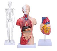 Modello del Corpo Umano Modelli anatomici per l'istruzione Torso Scheletro Cuore Modello Set di 3 Modelli Corpo staccabi