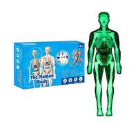 Modello del Corpo Umano | Modello Anatomia Corpo Umano - Figura Scheletro Realistico Educativo Interattivo Per Apprendimento Scuola Casa