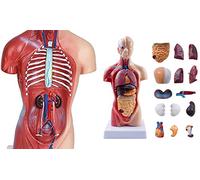 Modello del Corpo Umano Modello Anatomico Rimovibile 28 Cm Torso Medico Modello del Corpo Anatomia della Bambola 3D 15 Pezzi Modello di Organi Educativi per Lo Studio Didattico