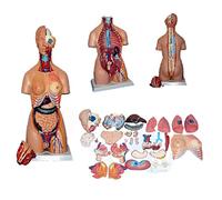 Modello del Corpo Umano Modello di Anatomia del Torso da 85 Cm Modello di Testa del Cuore Umano da 32 Pezzi Modello di Scheletro del Cervello Modello di Assemblaggio 4D Dell'organo