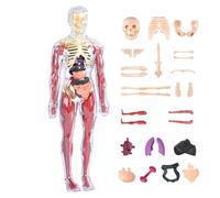 Modello Del Corpo Umano - Modello Di Anatomia Educativa | Manichino Di Organo Interno Realistico Scienziato Da 11,2 Pollice Strumento Di Insegnamento Della Biologia, Kit Di Scoperta Di Aste Per La