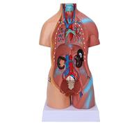 Modello del Corpo Umano, Modello di Anatomia Umana Rimovibile Educativo del Corpo Anatomia Cerebrale del Torso Umano del Torso per l'insegnamento dell'ospedale Scolastico 17.7in