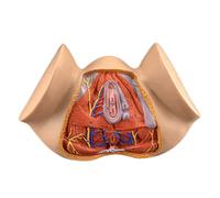 Modello del Corpo Umano, Modello Realistico del Corpo Umano, Modello di Anatomia Perineale Femminile, Anatomia di Allenamento della Medicina Infermieristica
