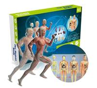 Modello del corpo umano Organi e ossa Kit semplici di apprendimento per l assemblaggio anatomia Display Regalo educativo STEM Materiali didattici