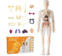 Modello del corpo umano per bambini 11 rimovibili 3D Modello del corpo umano trasparente giocattoli educativi per tornare a scuola per ragazzi e ragazze, per bambini, arredamento natalizio