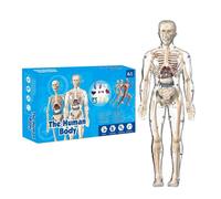 Modello Del Corpo Umano Per Bambini - Bambola Scheletro Scientifico Di Anatomia Interattiva Per L'apprendimento, Uso Di Laboratorio Con Design Realistico Delle Figure, Giocattolo Educativo Per La Scuo