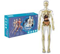Modello del corpo umano per bambini da 11, 2 pollici rimovibile Modello di anatomia umana chiara Organo realistico & Scheletro Science Educational Toys doni per bambini di età compresa tra 7 e 14 anni
