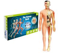Modello del corpo umano per bambini da 11, 2 pollici rimovibile modello di anatomia umana semi-chiara realistico e scheletro Scienze educative doni per i bambini di età compresa tra 7 e 14 ann