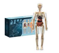 Modello del corpo umano per bambini: kit scheletro anatomico interattivo 3D, modello di corpo educativo smontabile, scheletro e fai da te | pratico strumento di apprendimento per