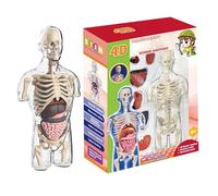 Modello del corpo umano per bambini - Kit scientifico Corpo umano trasparente | Modello di anatomia umana realistica | Kit di giocattoli educativi interattivi | Strumento di studio di fisiologia