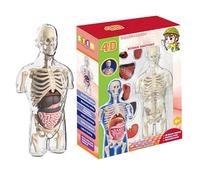 Modello del corpo umano per bambini - kit scientifico di anatomia trasparente, giocattolo del busto a metà | Display educativo pratico per scuola, homeschool, apprendimento in classe, regalo di assemb