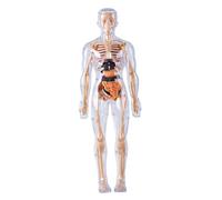 Modello del Corpo Umano per Bambini, Modello anatomico 3D Staccabile visualizzato, Giocattoli scientifici illuminanti, coltiva la curiosità, Esplora Le competenze pratiche, di Scheletro u