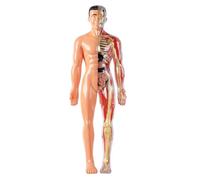 Modello del corpo umano per bambini Modello anatomico 3D visualizzato staccabile Giocattoli scientifici illuminanti Coltiva l'esplorazione della curiosità Abilità pratiche, anatomia umana semitra