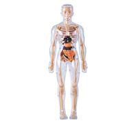 Modello del corpo umano per bambini Modello anatomico 3D visualizzato staccabile Giocattoli scientifici illuminanti Coltiva la curiosità Esplora Competenze pratiche, anatomia umana completamente