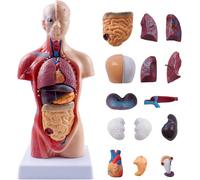 Modello del Corpo Umano per Bambini, Modello anatomico del Torso Umano Rimovibile da 15 Pezzi per l'insegnamento agli Studenti della Classe di Studio con Manuale (11 Pollici)