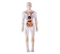 Modello del corpo umano per bambini Modello di anatomia 3D staccabile visualizzato Illuminazione Scienza Giocattoli Coltiva Esplora Curiosità Abilità pratiche, Anatomia umana completamente trasp