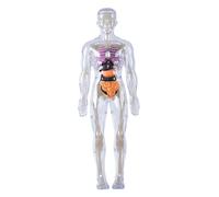 Modello del corpo umano per bambini Modello di anatomia 3D staccabile visualizzato Illuminazione Scienza Giocattoli Coltiva Esplora Curiosità Abilità pratiche, Anatomia dello scheletro luminoso