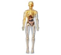 Modello del corpo umano per bambini, modello di anatomia umana realistica, corpo staccabile fai -da -te, anatomia educativa per regali per bambini, stile 1 per