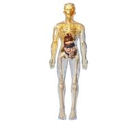 Modello del corpo umano per bambini, modello di anatomia umana realistica, modelli scheletrici impostano il corpo staccabile fai -da -te, kit di visualizzazione di anatomia educativa per regali per