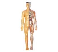 Modello del corpo umano per bambini, modello di anatomia umana realistica, modelli scheletrici impostano il corpo staccabile fai -da -te, kit di visualizzazione di anatomia educativa per regali per