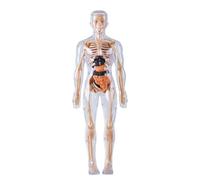 Modello Del Corpo Umano per,Figura Anatomica dello Scheletro Luminoso Al Buio - Modello Di Anatomia Per,per Età 8+ Ragazzi e Ragazze Biologia Fisiologia Apprendimento Esperienze Scolair