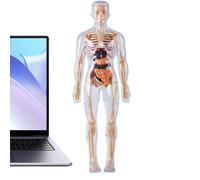 Modello Del Corpo Umano Per - Giocattolo Di Organi Fosforescenti,Anatomico per,per Età 8+ Studio Apprendimento Esperienze Laboratorio Aula Studente