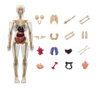 Modello del Corpo Umano per,Kit Scientifico 3D Del Corpo Umano Con Scheletro | Gioco Educativo Fisiologia per Ragazzi Ragazze Adolescenti Scuola materna Casa Biblioteca