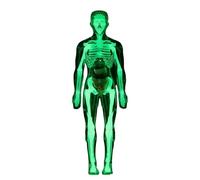 Modello Del Corpo Umano per | Organi Fluorescenti Biologia - Modello di Anatomia per,per Età 8+ Studio Apprendimento Esperienze Laboratorio Aula Studente