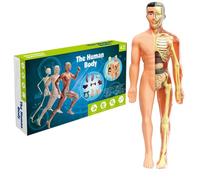 Modello del Corpo Umano Rimovibile, Modello di Scheletro di organi Umani, Giocattoli educativi per l'organo Realistico Semi-Chiaro da 11, 2 Pollici per Bambini di età Compresa tra 7 e 14 Anni