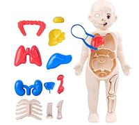 Modello del corpo umano | Strumenti di studio di anatomia, strumenti di studio rimovibili di anatomia e fisiologia, modello di anatomia umana per bambini, ragazzi e ragazze