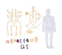 Modello del corpo umano Strumenti interattivi per lo studio di anatomia e fisiologia con scheletro che si illumina al buio Organi e ossa realistici per bambini Studenti di