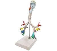 Modello del corpoModello anatomico laringeo didattico Anatomia degli organi umani Albero bronchiale con polmone laringeo Bronchi anatomici