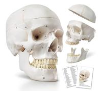 Modello del cranio umano, con cuciture ossee, numeri scritti, anatomia anatomica umana, modello adulto con cappuccio rimovibile e mascella articolare, set completo di denti