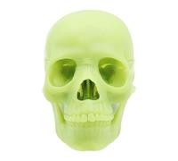 Modello del cranio umano esploso del modello del cranio per DemonstratingAnatomy per lo studio del bambino medico