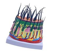 Modello del cuoio capelluto 50X ingrandito anatomico del cuoio capelluto modello della struttura dello strato per la scienza aula didattica di apprendimento dell'esposizione