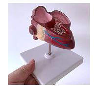 Modello del Cuore del Cuore Dog Organo Animale Modello anatomico Modello Canino Anatomia del Cane Modello PVC Modello Animale Canino Cuore Animal